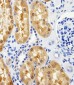 GPT Antibody (N-term R133)
